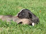 BOULEDOGUE FRANCAIS 1323